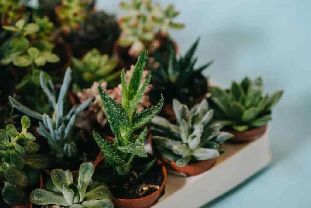 Outdoor Succulents