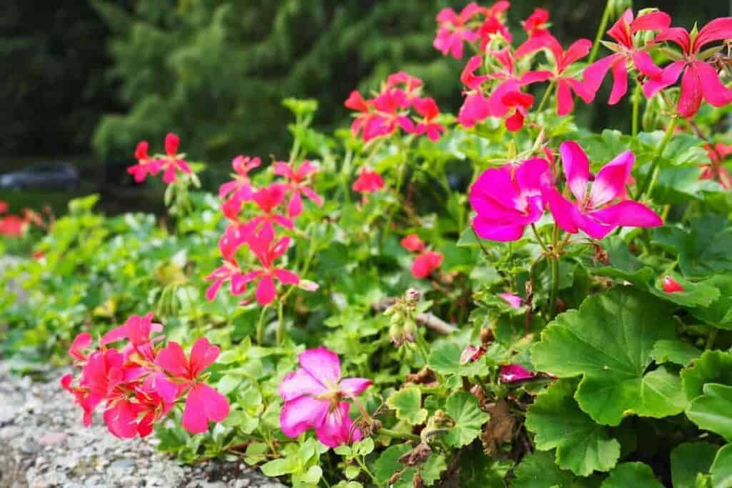 Ivy-Leaf Geraniums