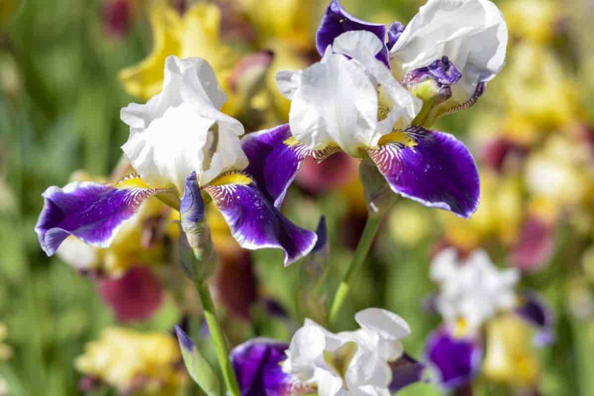 Appreciating Irises