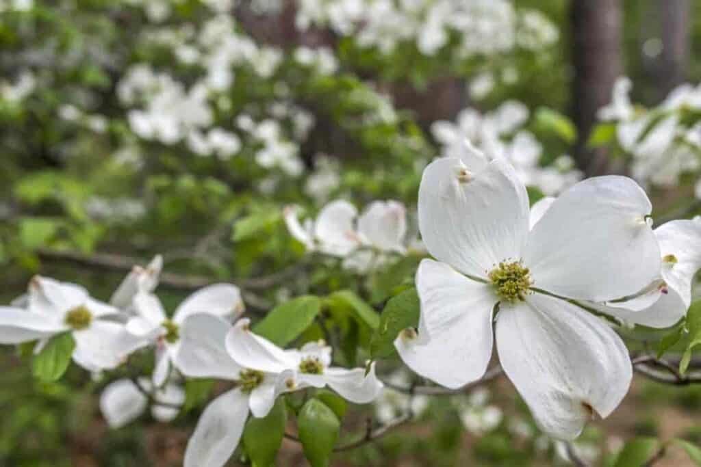 Appreciate Dogwood