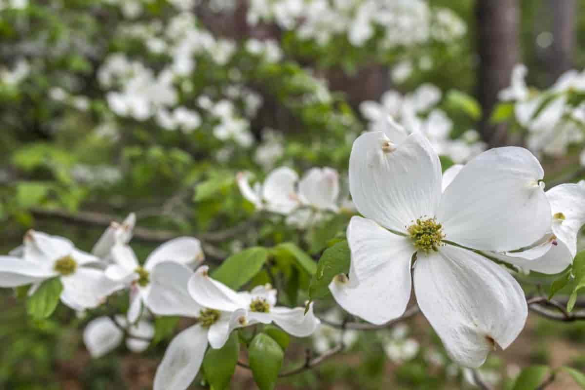 Appreciate Dogwood