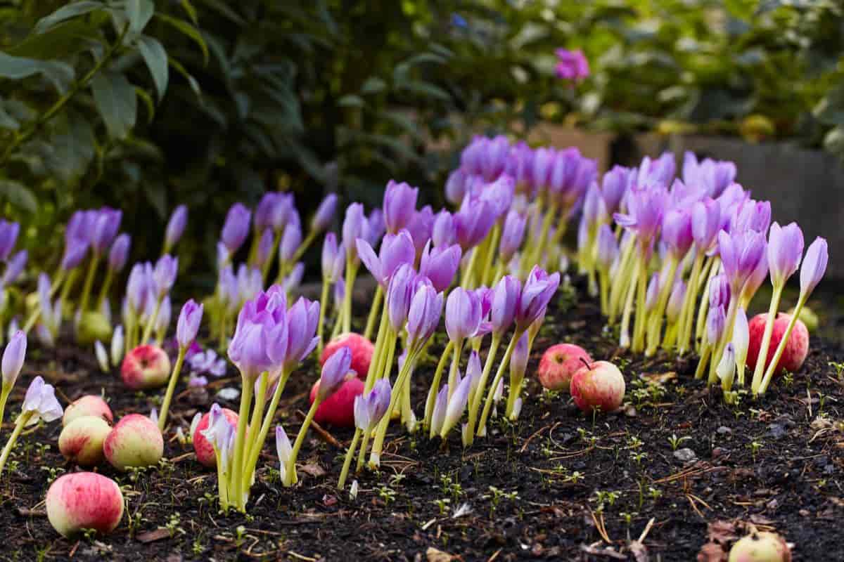 Colchicums in Summer Garden
