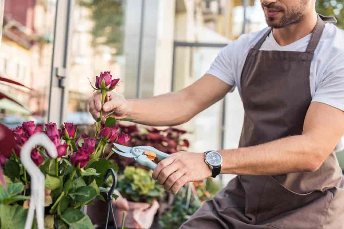 cut flowers share their beauty secrets