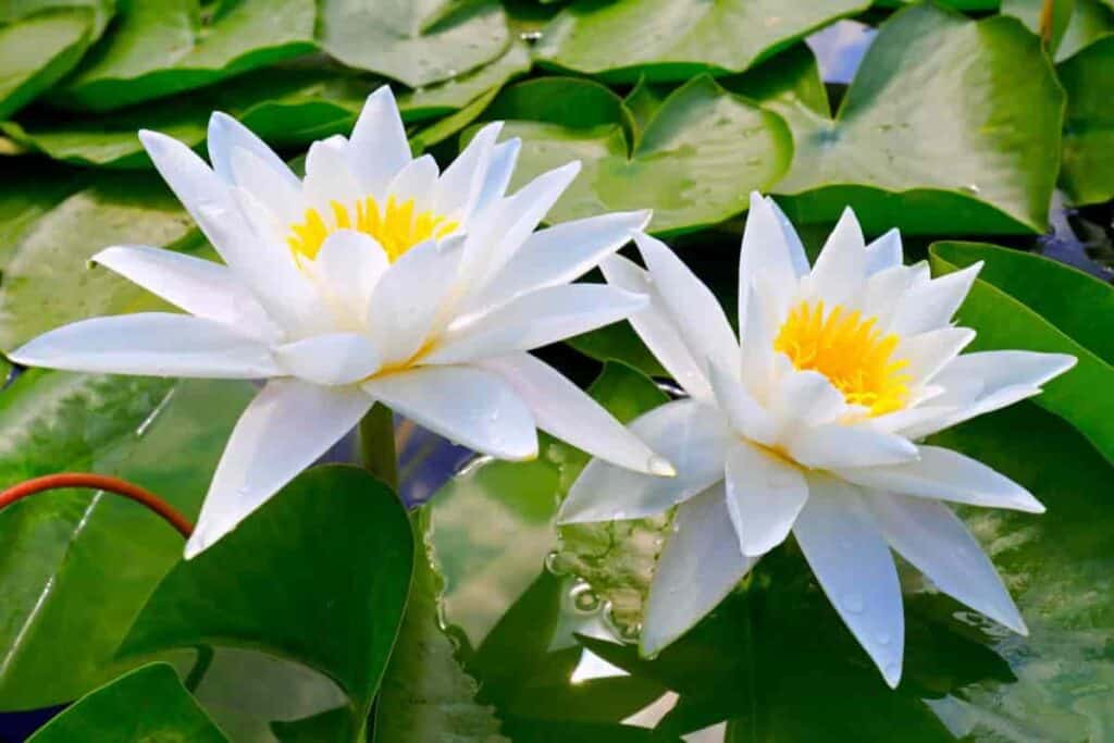 water lily flowers