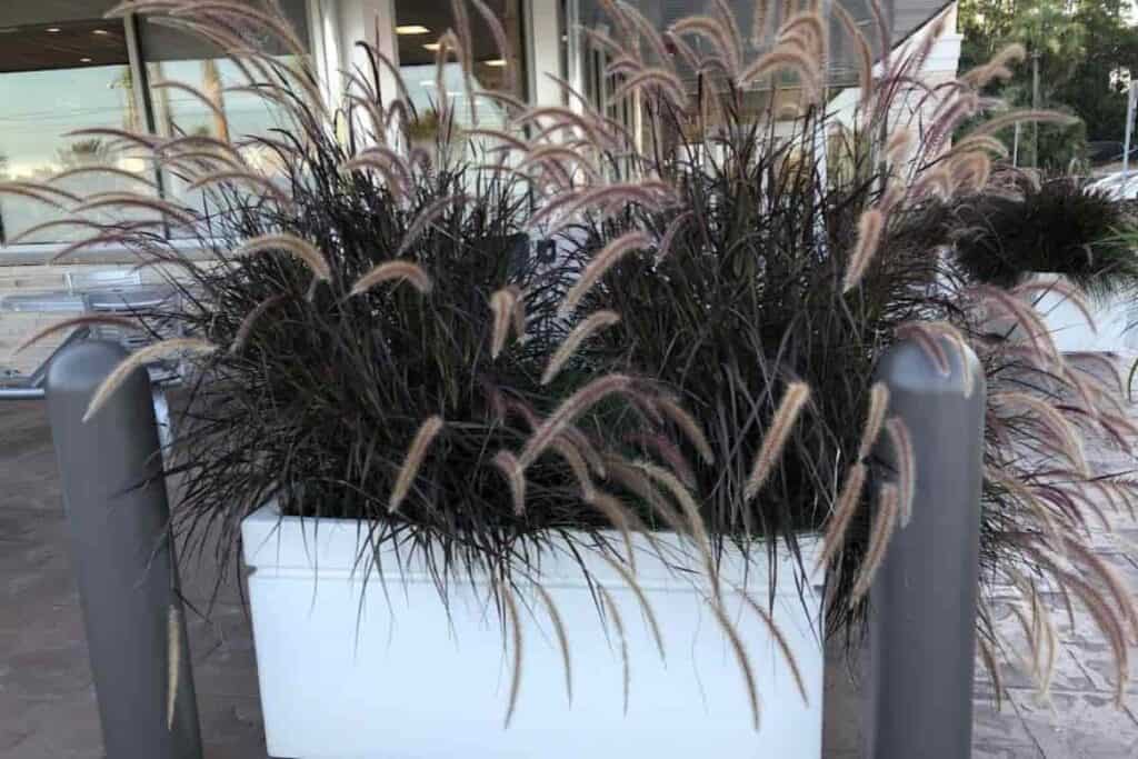 Decorative Grasses