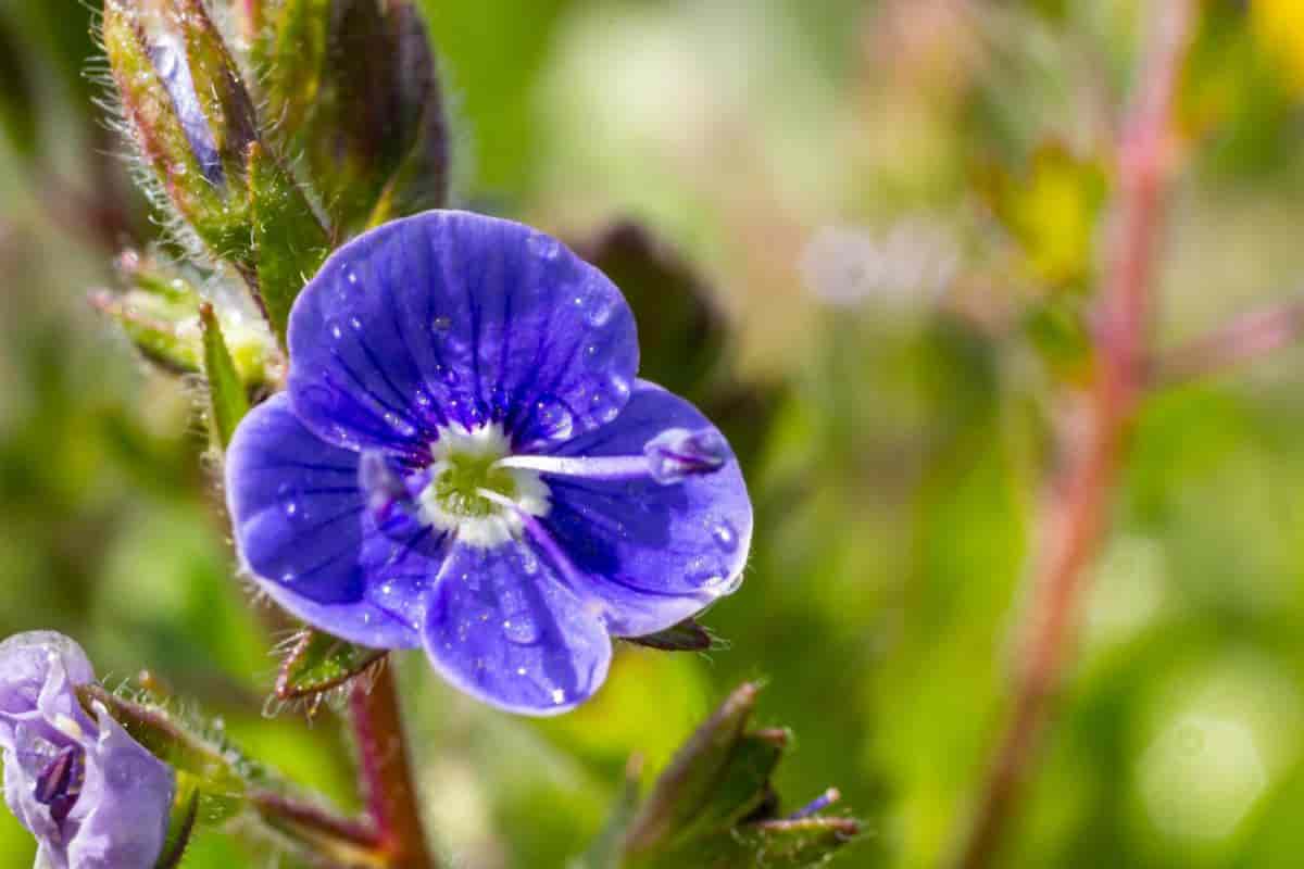 Blue Flowers