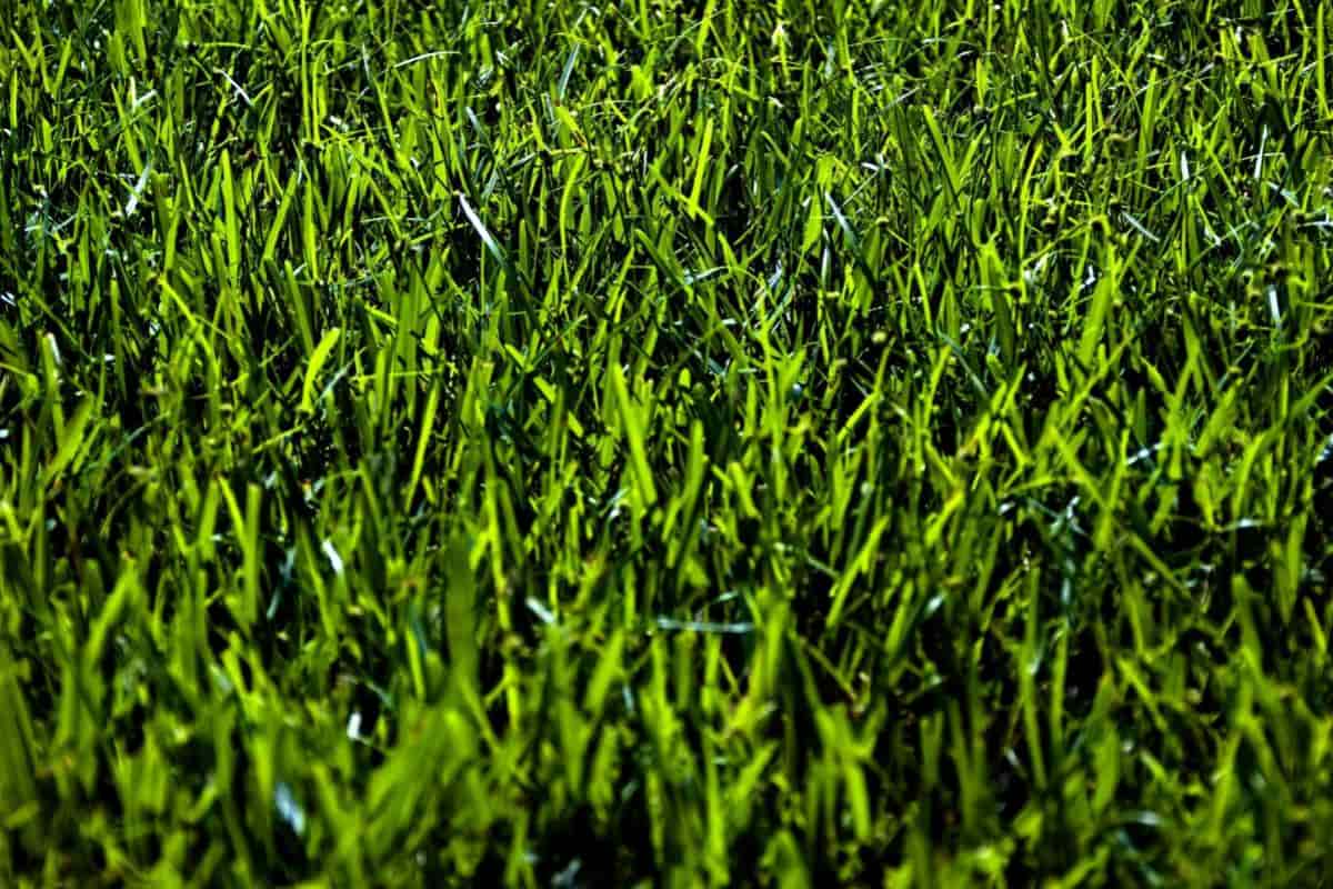 Growing Blades