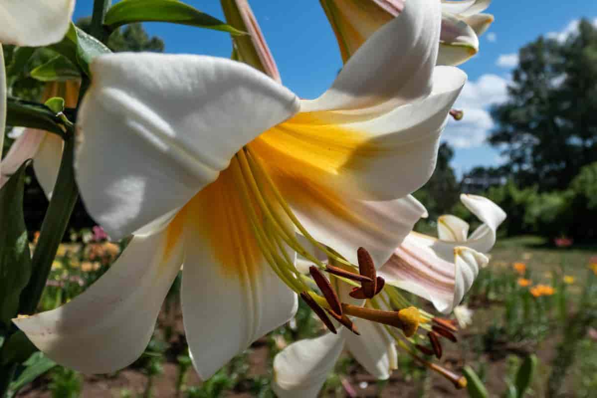 Madonna Lilies