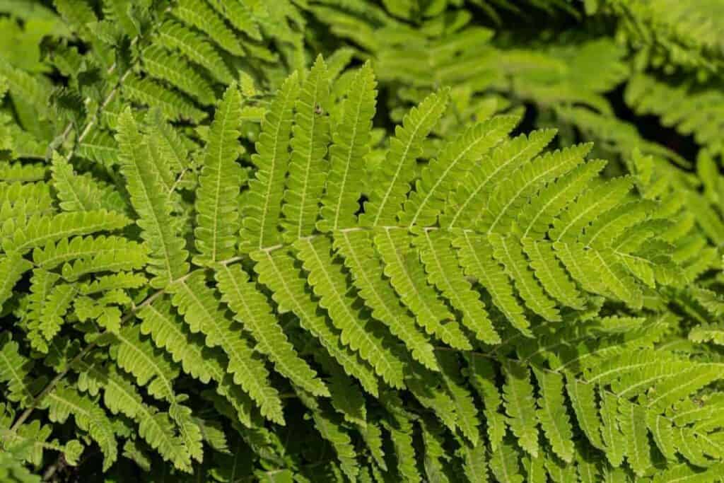 Lazy Ferns