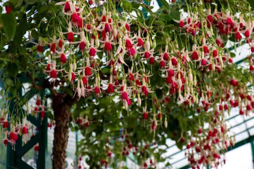 hanging blooms of a Fuchsia tree
