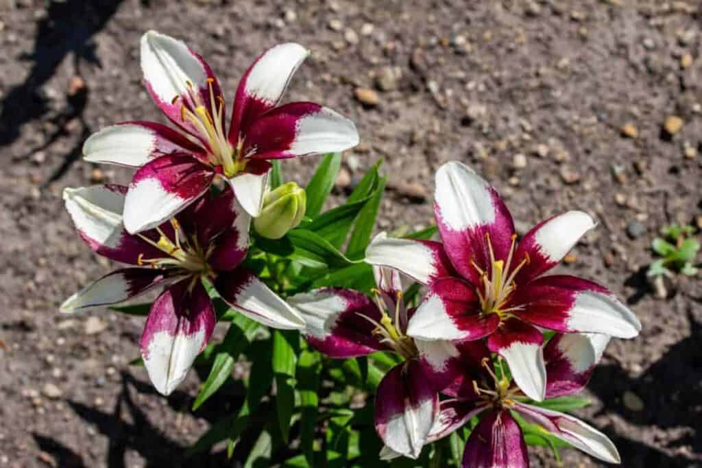 Garden Lilies