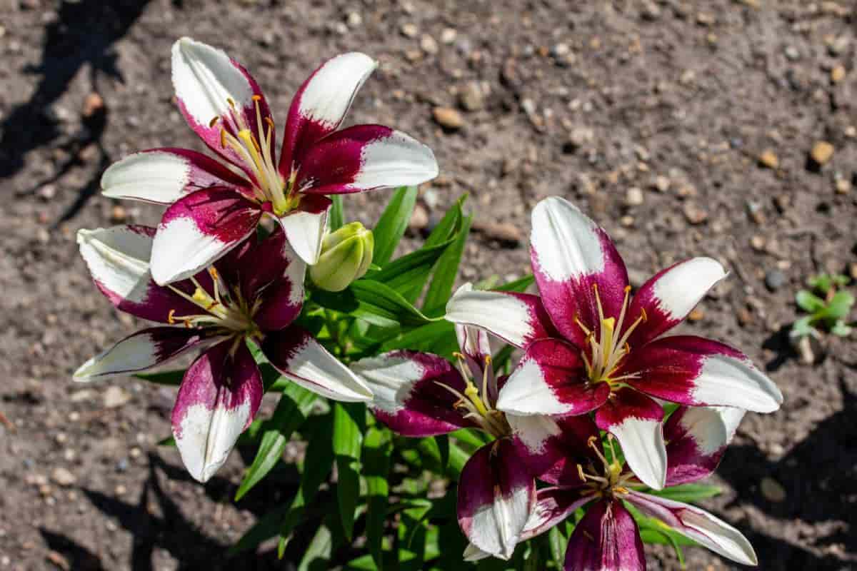 Garden Lilies