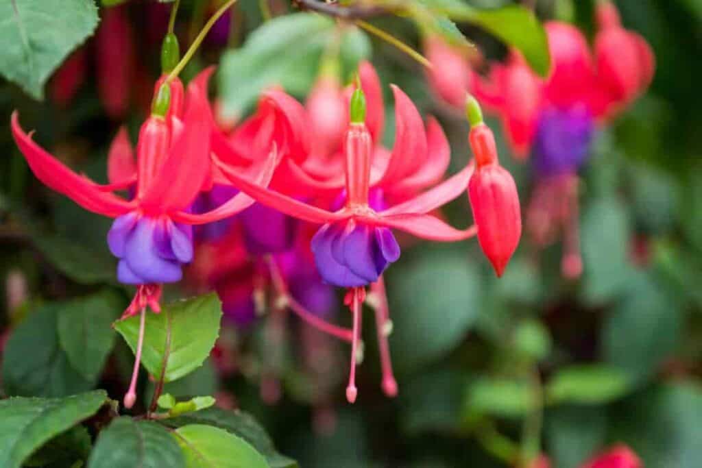 Training Fuchsias