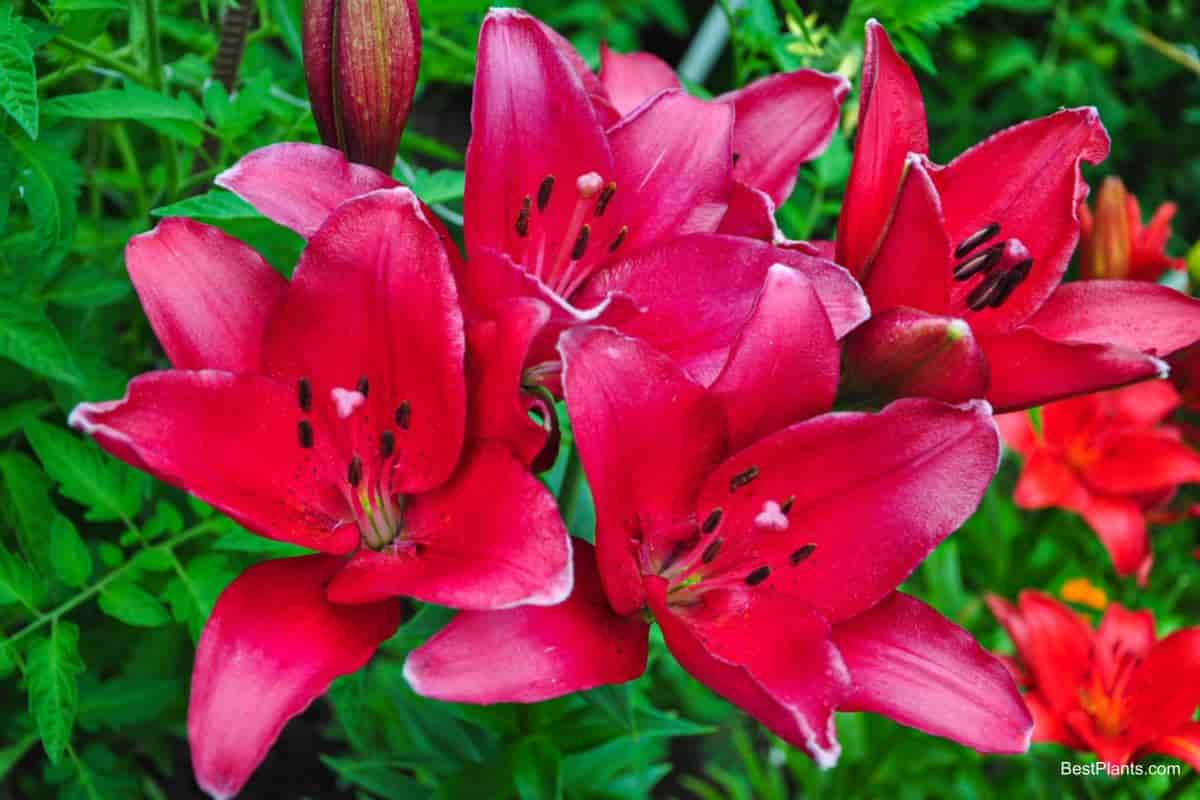 daylilies perennial