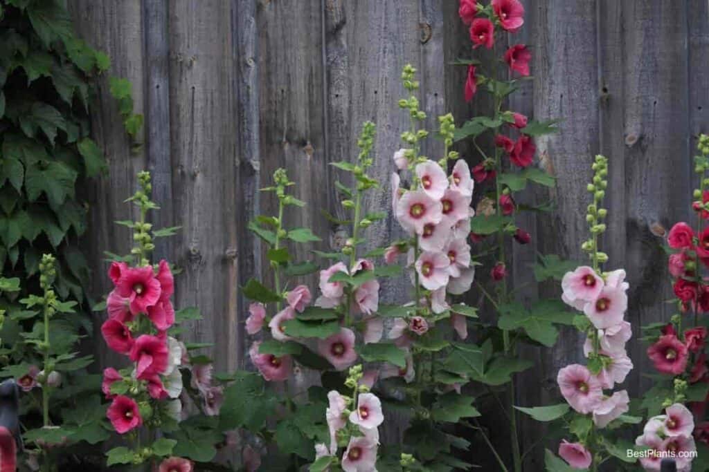 planting perennials