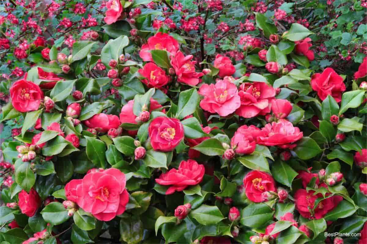 camellias temperatures