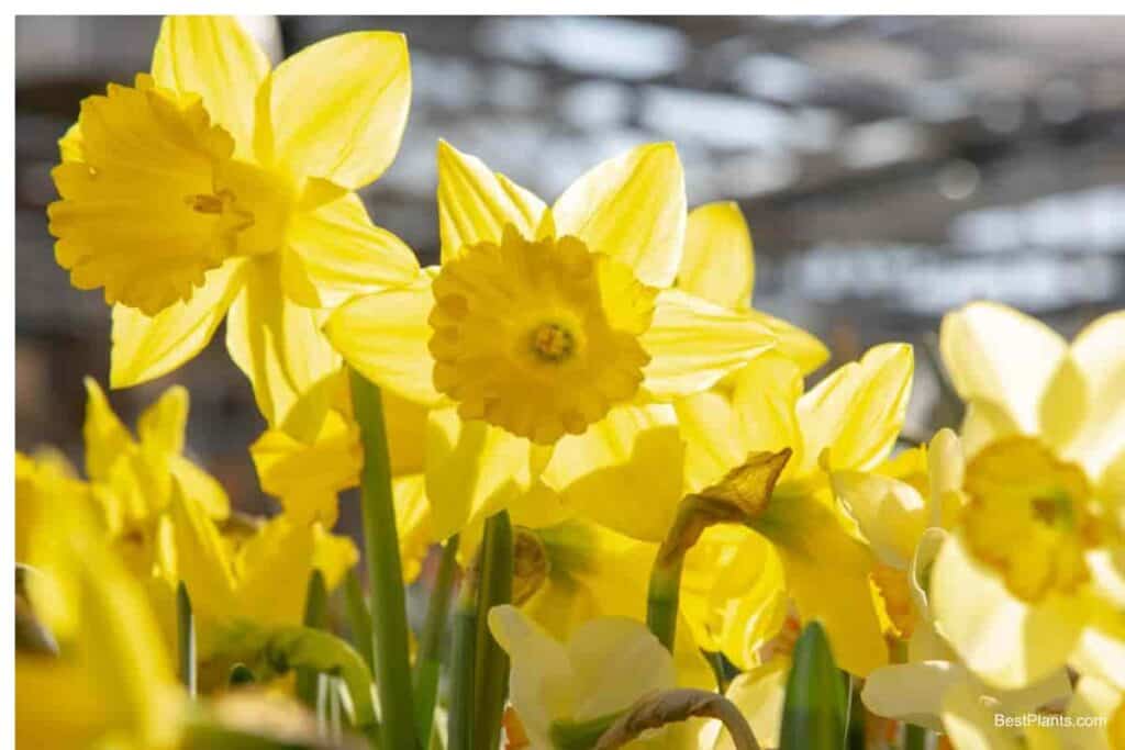 Growing Daffodils