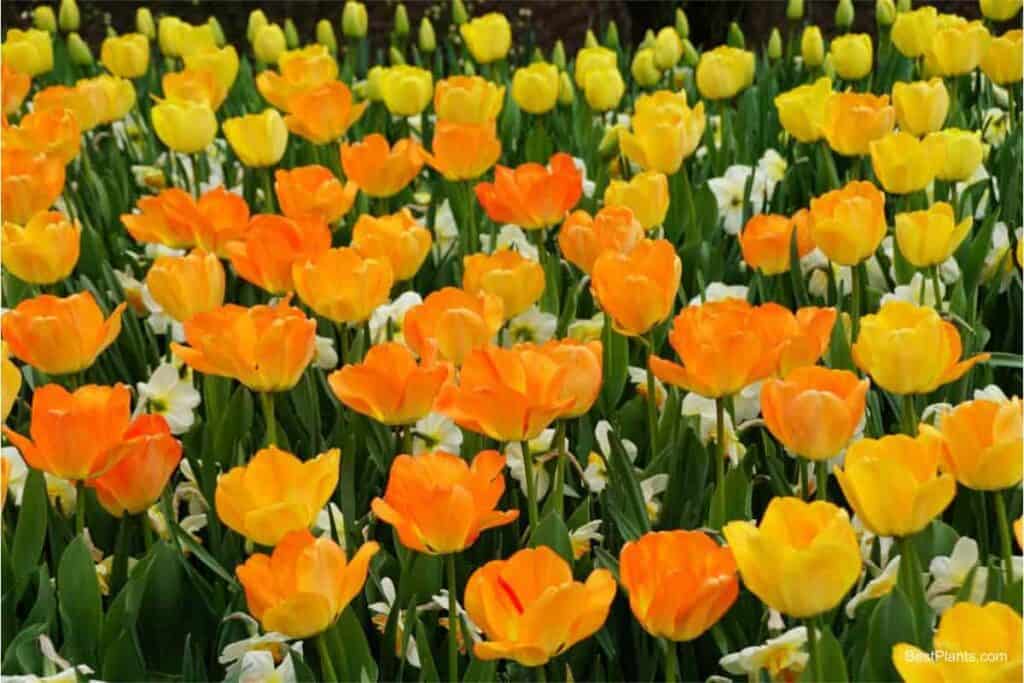 darwin hybrid tulips