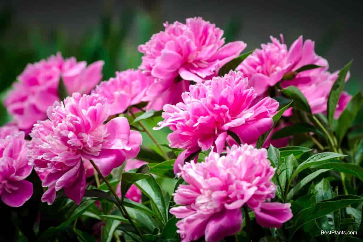 peonies pink plants
