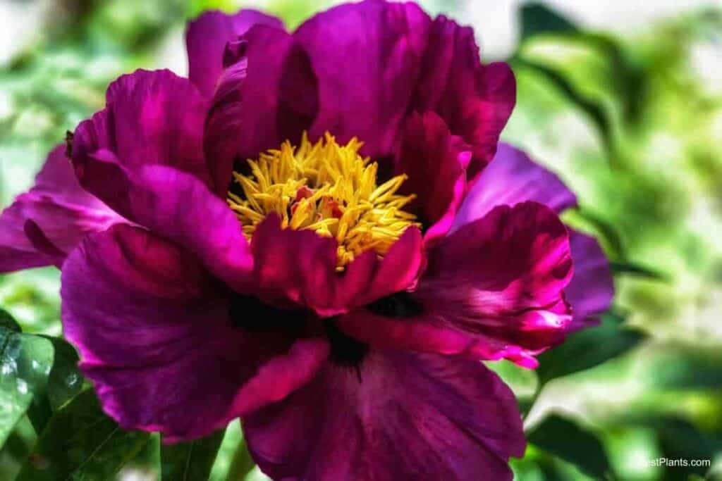 peony not bloom