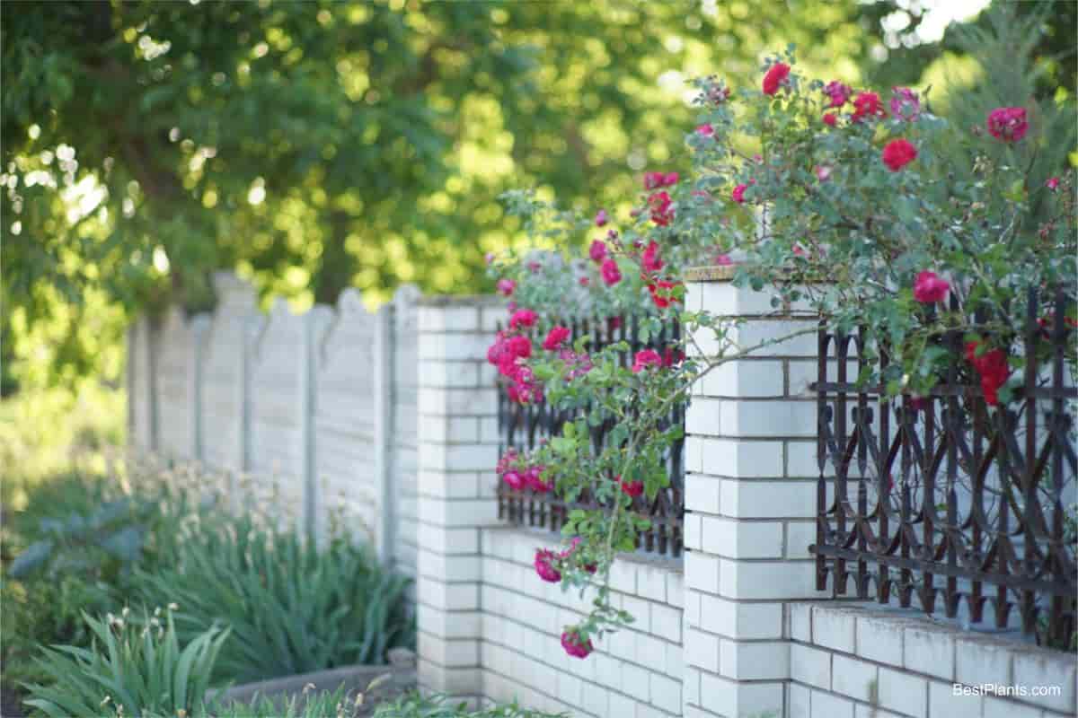 roses autumn care