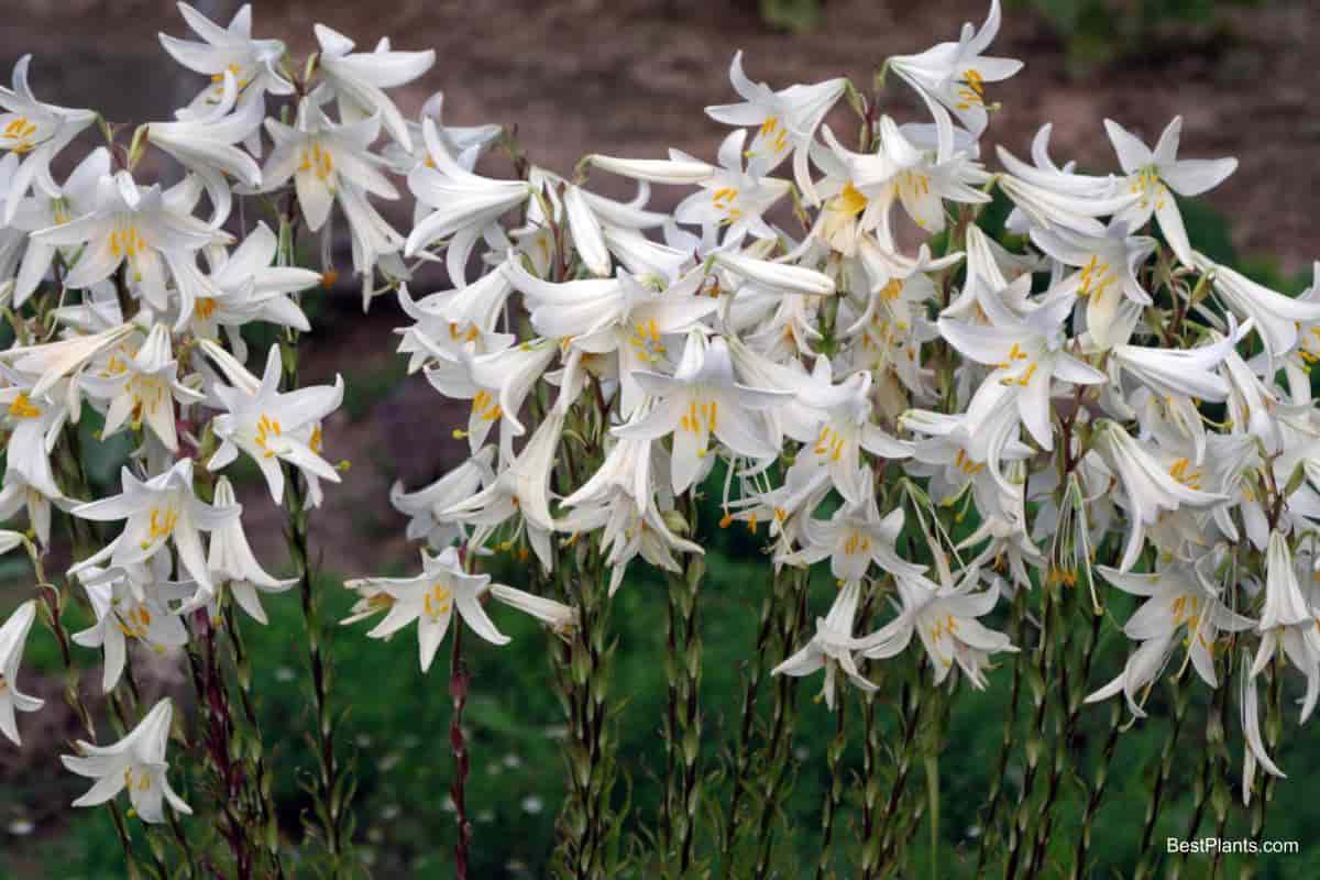 lily garden