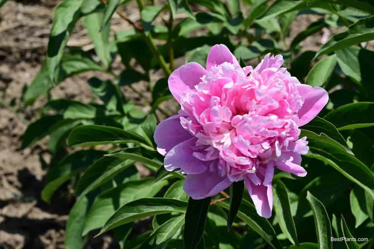 heartland garden