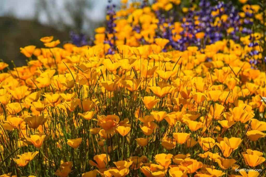 mid south garden