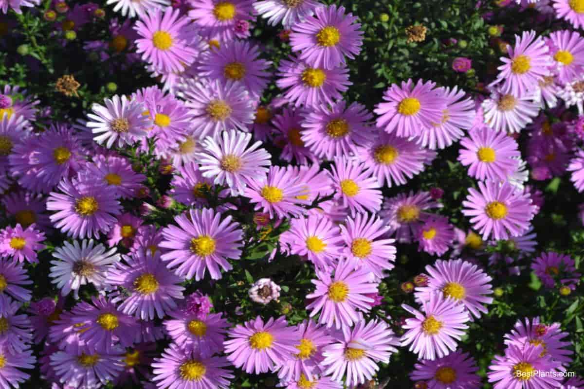 northern plains garden