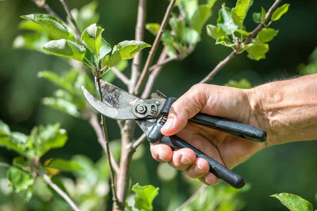 Slipping Plants
