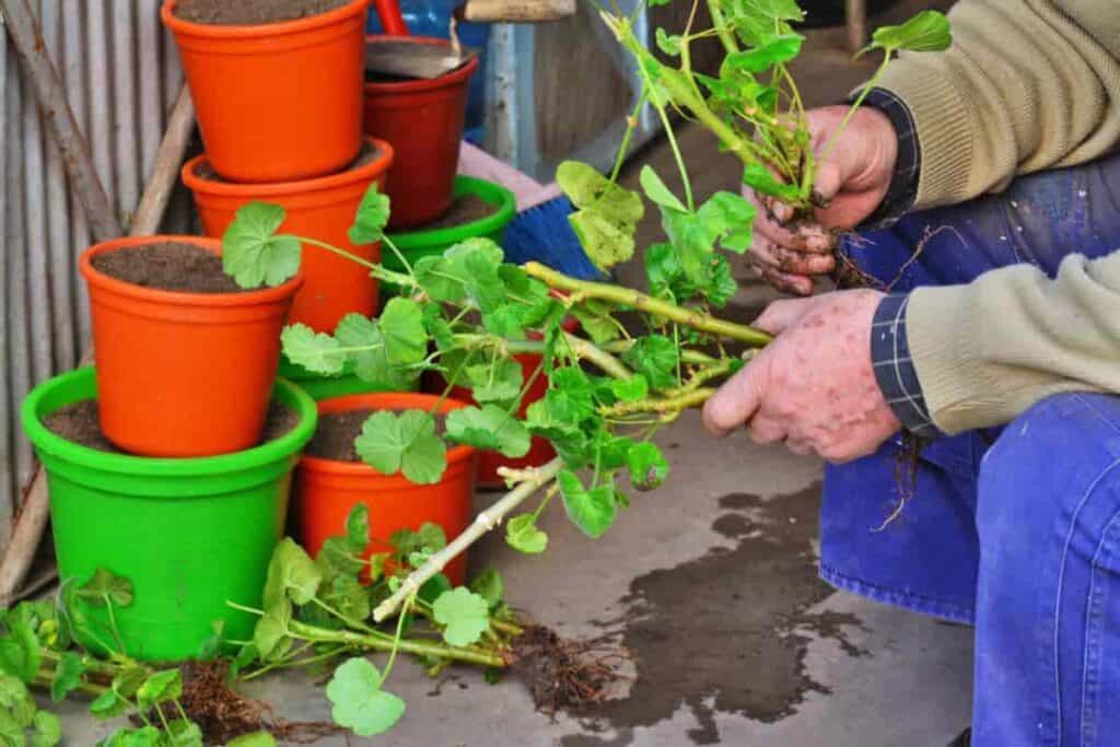 Window Gardening