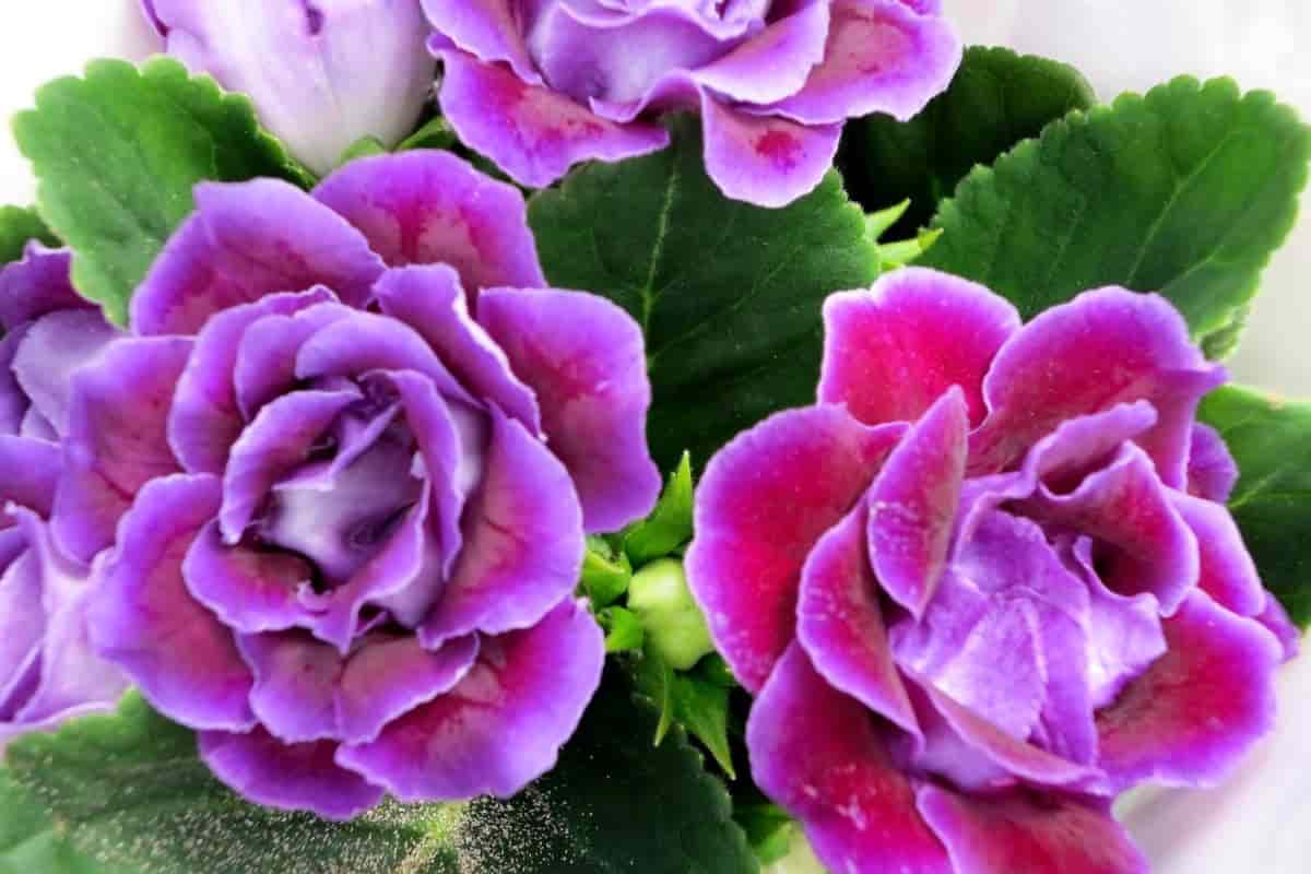 Growing Award-Winning Gloxinias