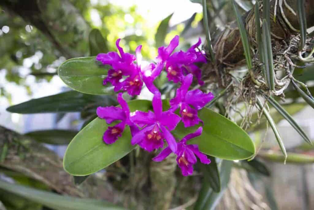 Growing Orchids
