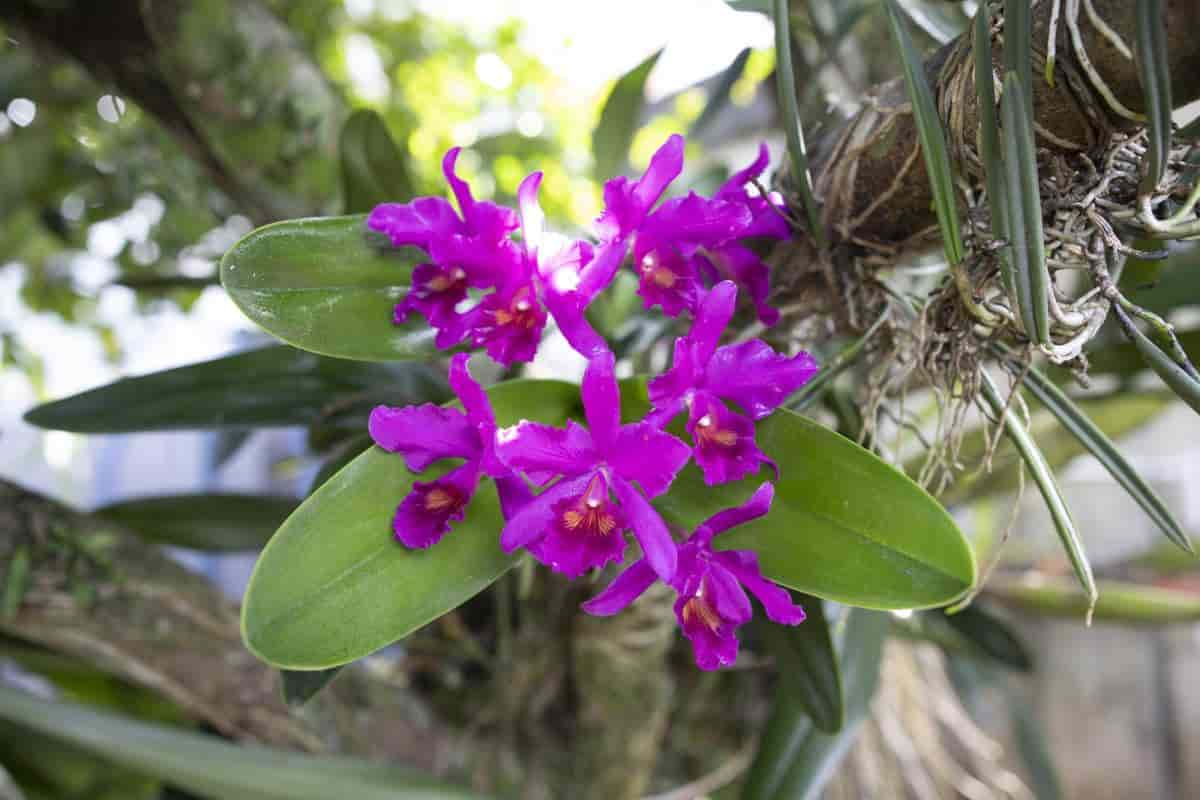 Growing Orchids