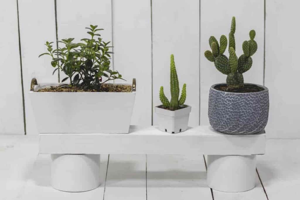 Using Houseplants
