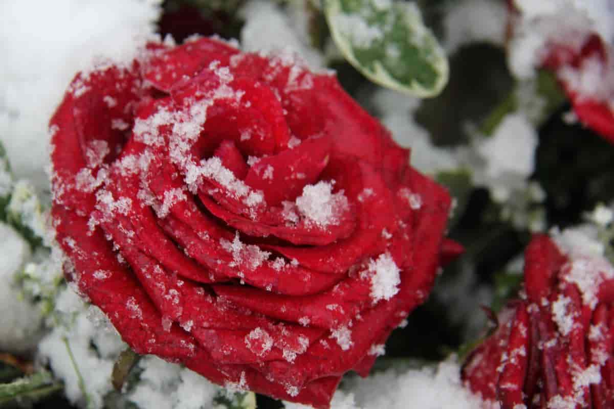 Winter Protection for Roses