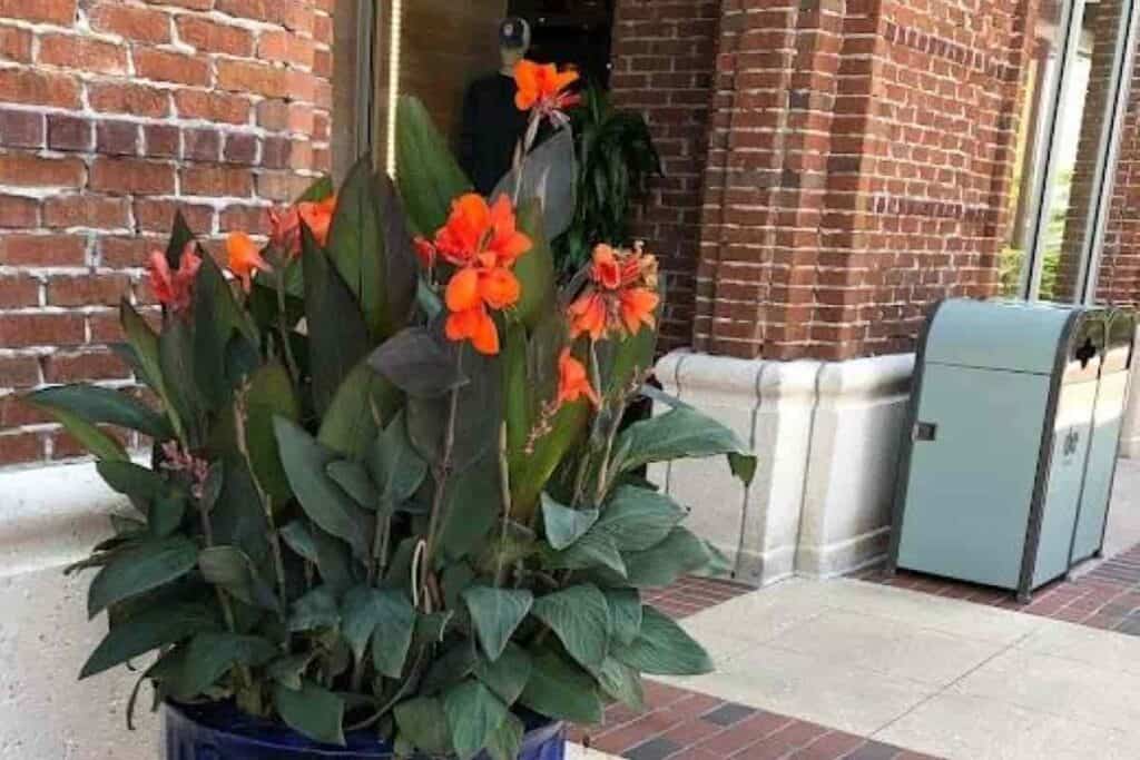 Moving Tender Bulbs
