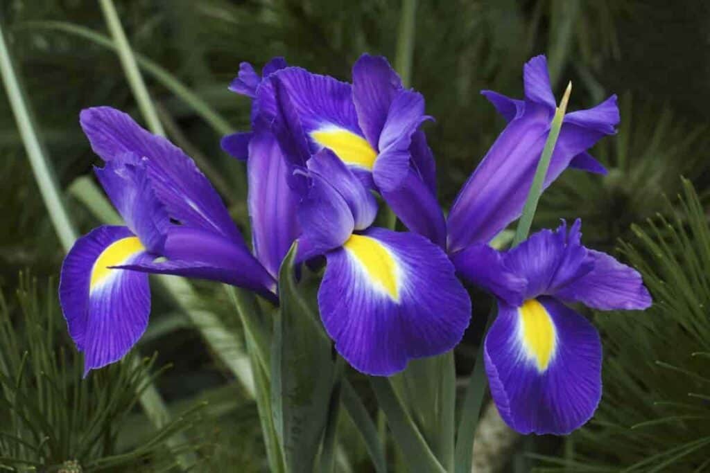 october order dutch iris bulbs