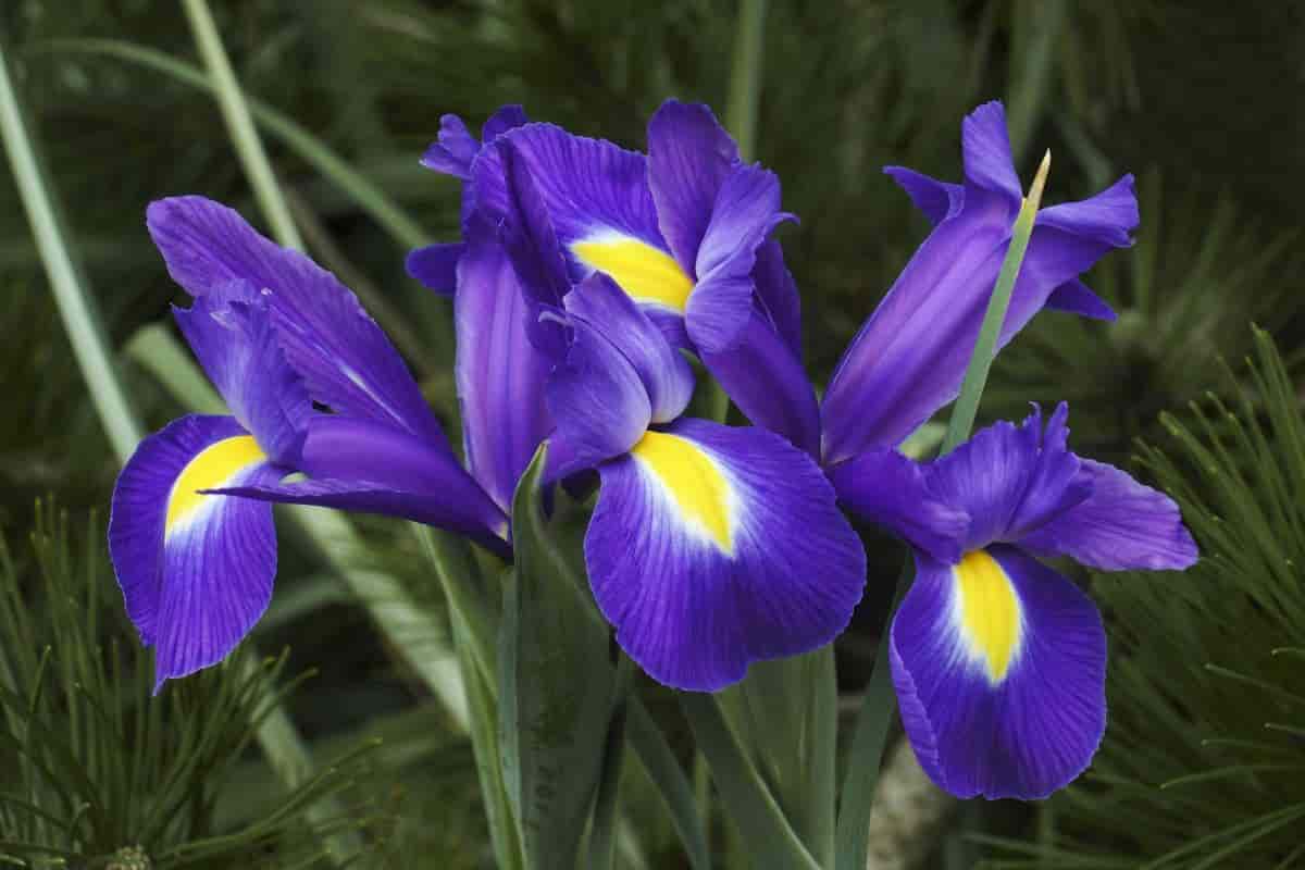 october order dutch iris bulbs