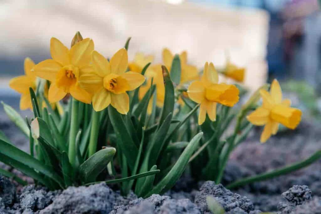 Forcing Miniature Daffodils
