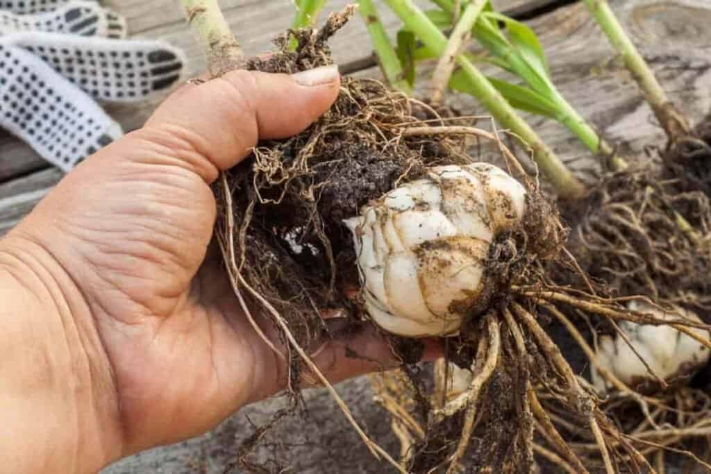 October Gardening