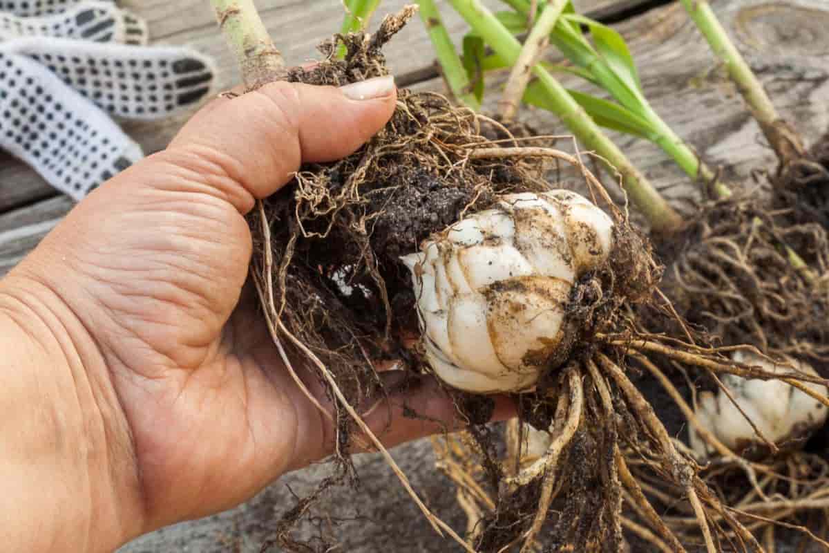 October Gardening