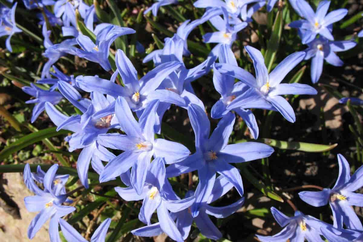 southwest gardening october