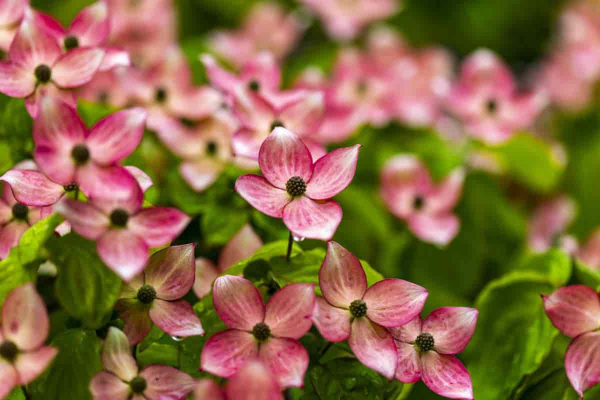 north gardening october
