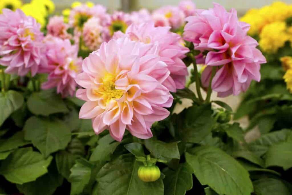 northern plains gardening october