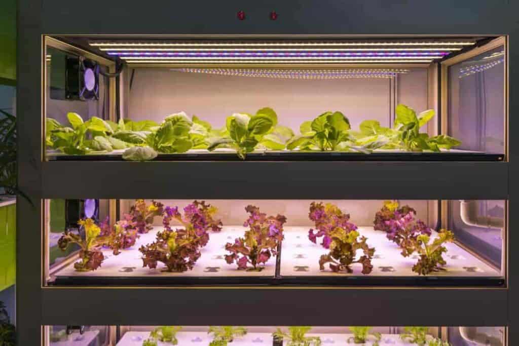 Phytoillumination