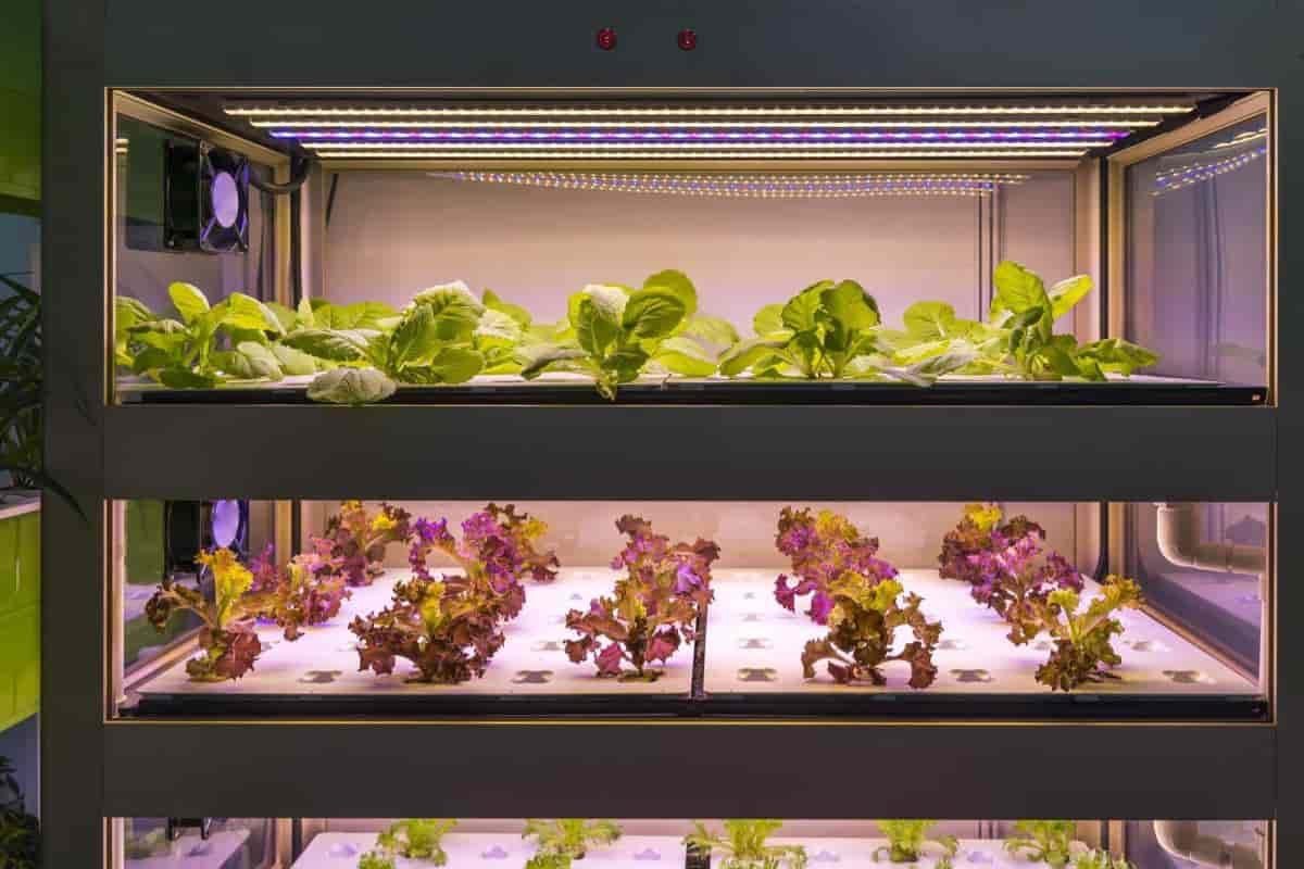 Phytoillumination