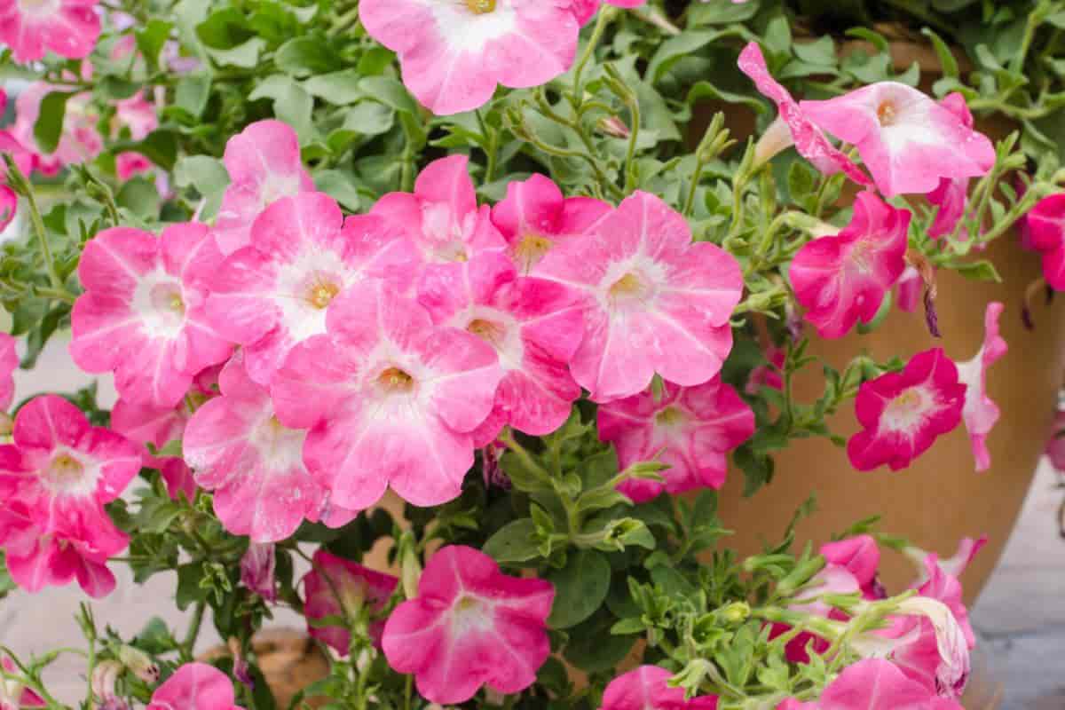 Future Flowers