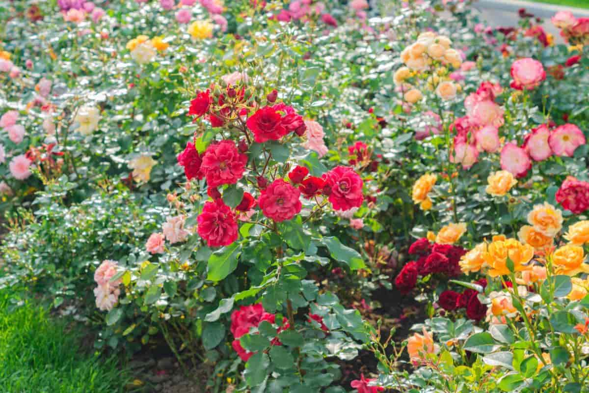 Rose Relatives