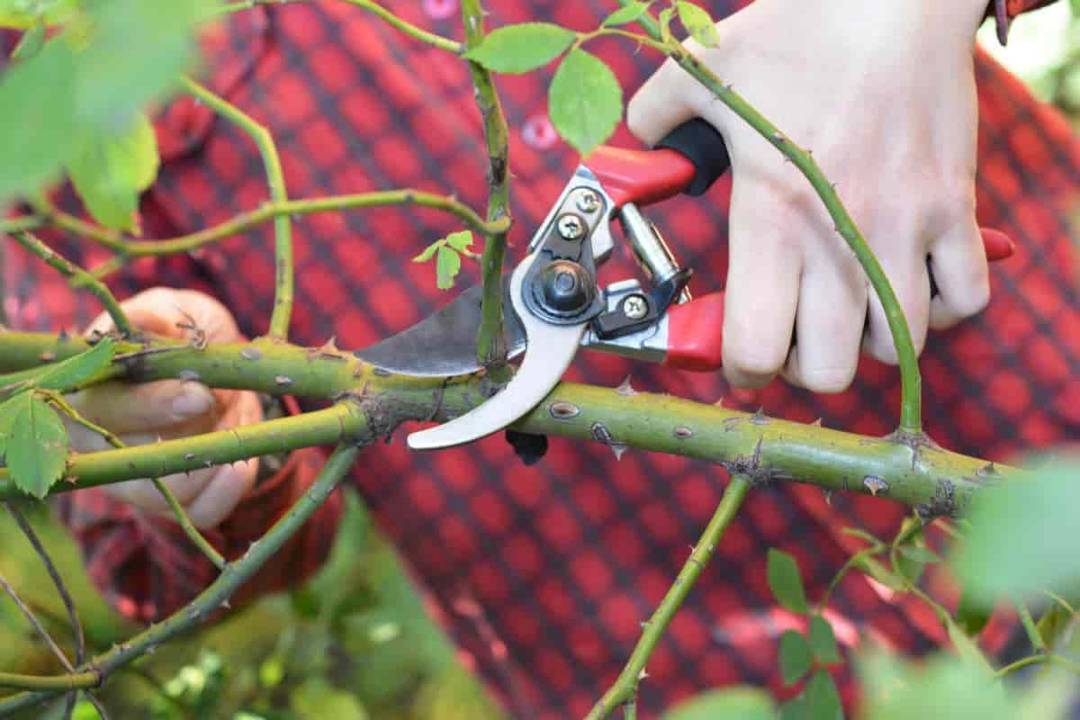 rose pruning